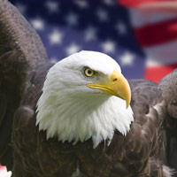 Eagle and American Flag